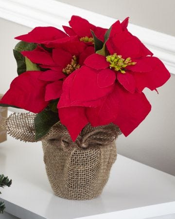 Poinsettia in Hessian Pot