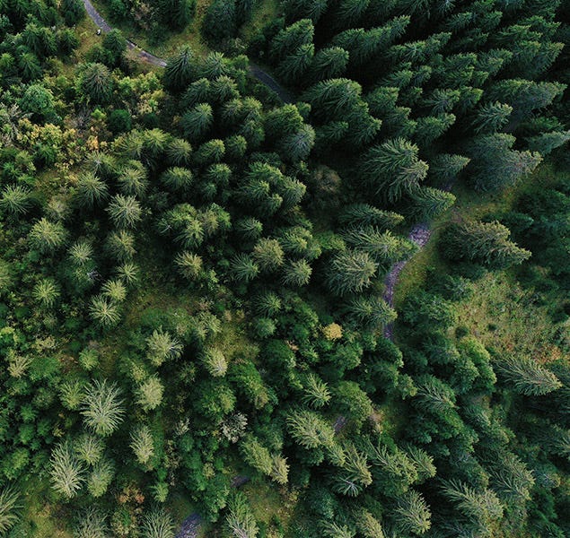 Forest protection