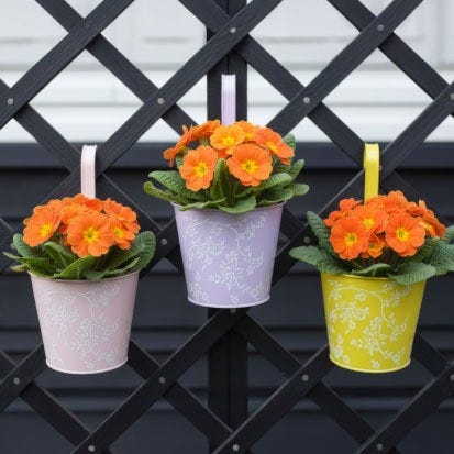 Shop garden